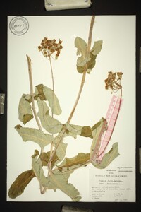 Asclepias amplexicaulis image