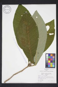 Magnolia tripetala image