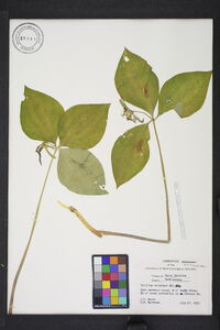 Trillium catesbaei image