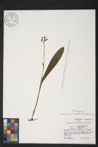 Platanthera clavellata image