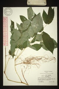 Aruncus dioicus image