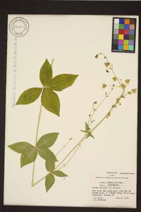 Silene stellata image