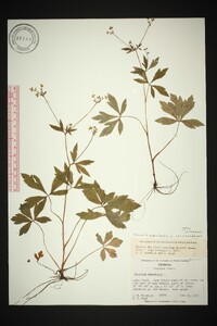 Sanicula canadensis var. canadensis image