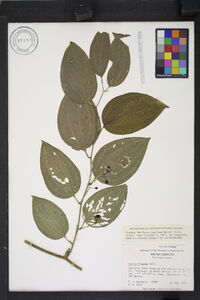 Smilax tamnoides image