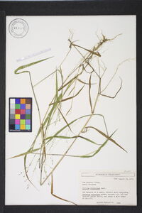 Kellochloa verrucosa image