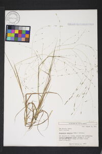 Eragrostis refracta image