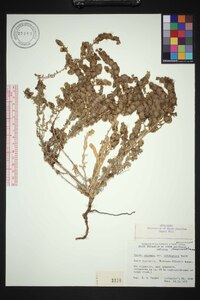 Maireana trichoptera image