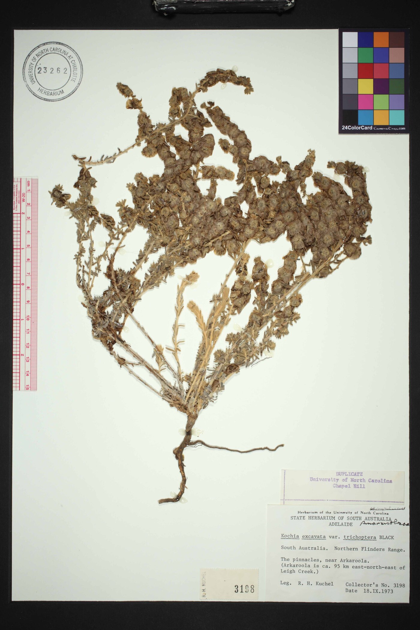 Maireana trichoptera image