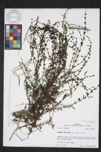 Seymeria cassioides image