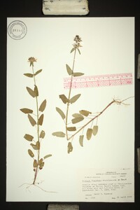 Stachys floridana image