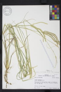 Stapfochloa canterae image