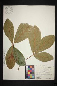 Quercus x rudkinii image