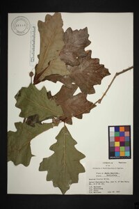 Quercus bicolor image