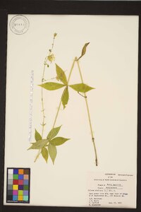 Silene stellata image