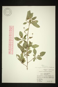 Ilex longipes image