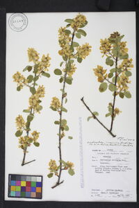 Amelanchier sanguinea image