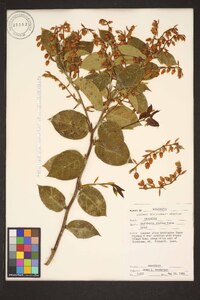 Gaultheria shallon image