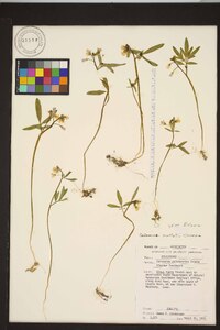 Cardamine nuttallii image