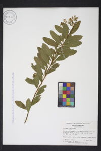 Spiraea alba image