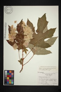 Hydrangea quercifolia image