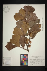 Quercus marilandica var. marilandica image