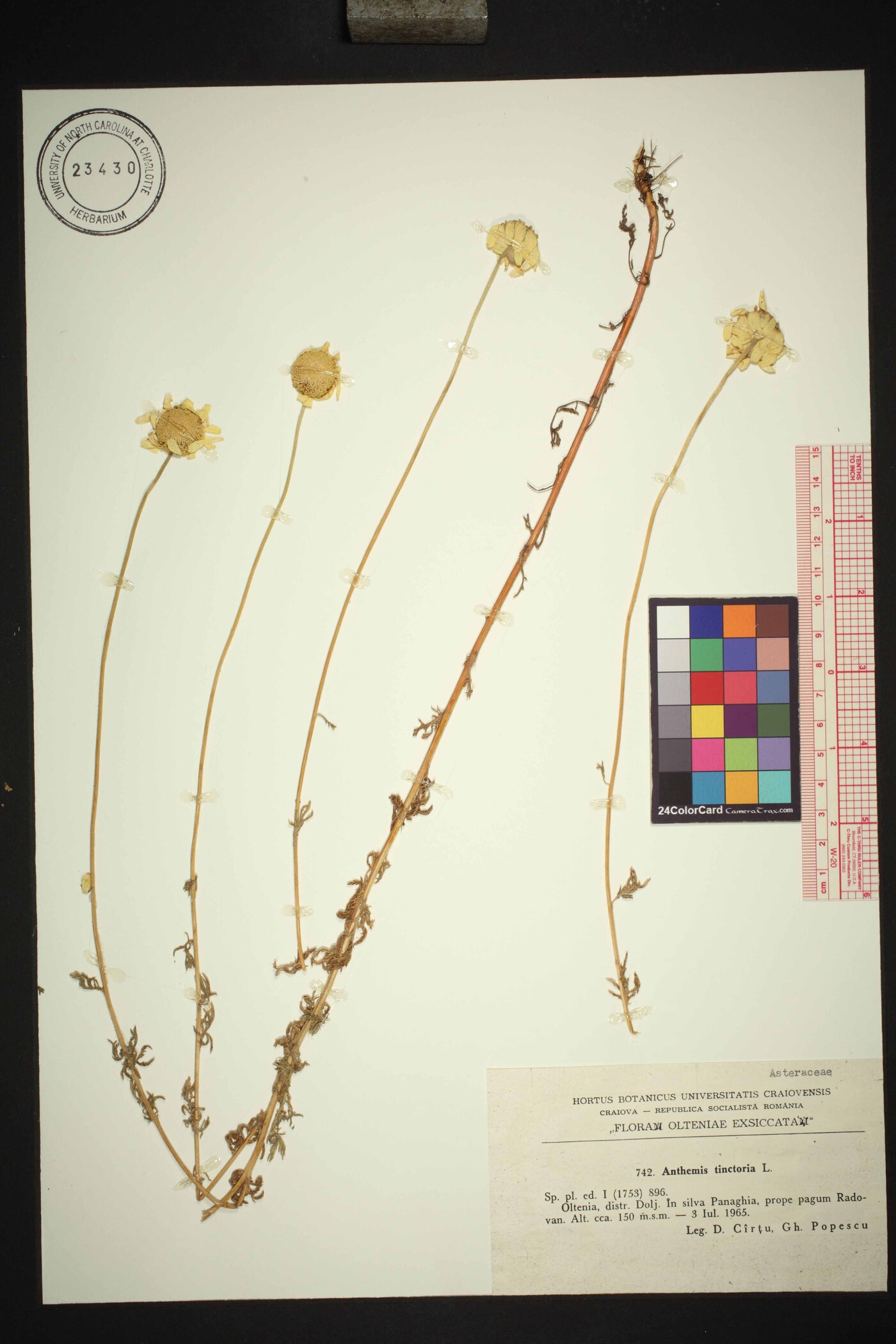 Cota tinctoria image