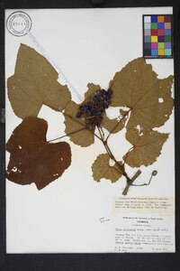 Vitis aestivalis var. aestivalis image