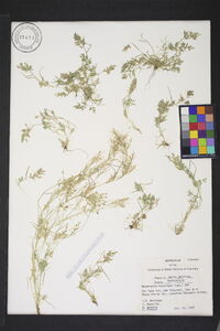 Eragrostis hypnoides image