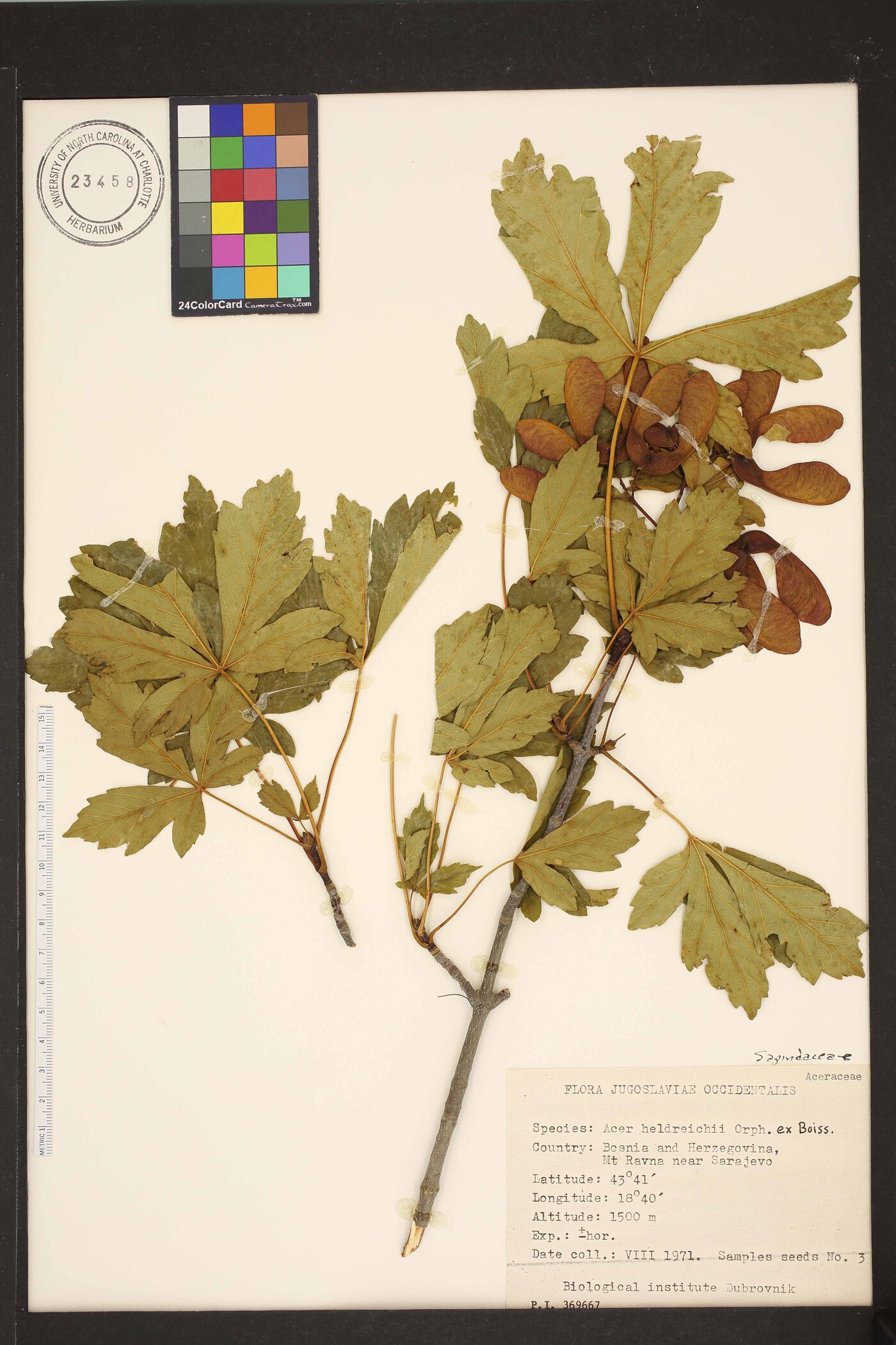 Acer heldreichii image