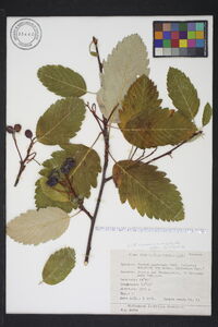 Image of Sorbus austriaca