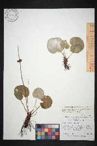 Parnassia asarifolia image