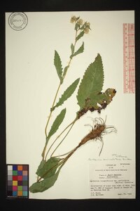 Parthenium auriculatum image