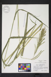 Paspalum urvillei image