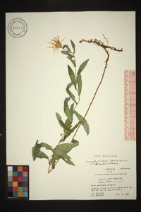 Symphyotrichum georgianum image