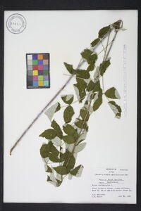 Rubus occidentalis image