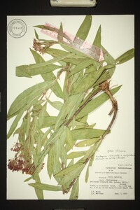 Asclepias incarnata var. pulchra image