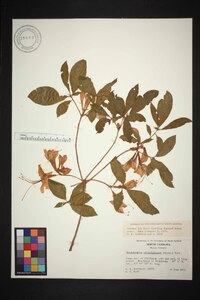 Rhododendron calendulaceum image