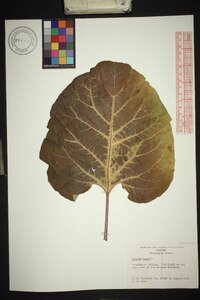 Arctium lappa image