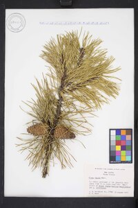 Pinus rigida image