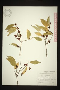 Lonicera maackii image