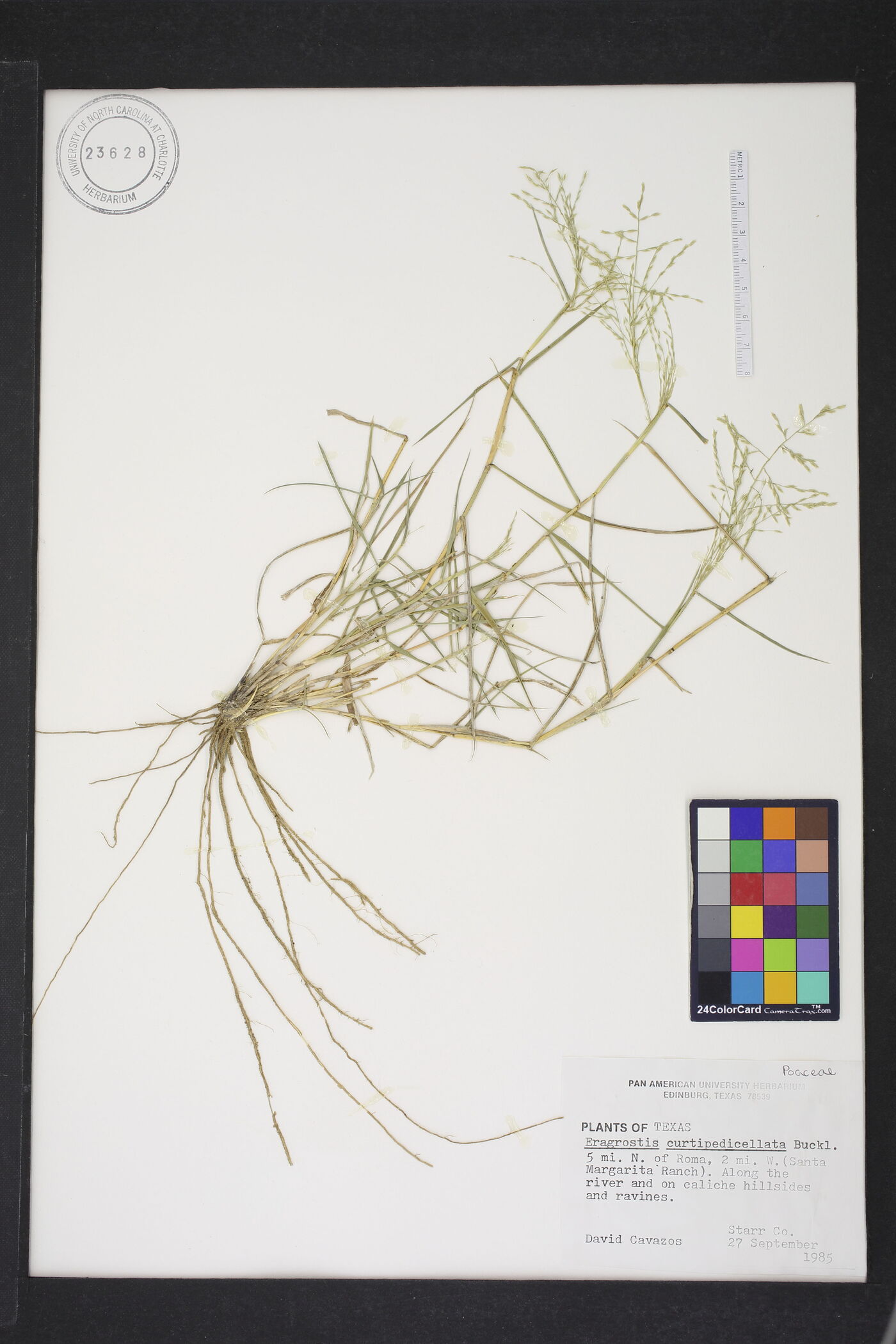 Eragrostis curtipedicellata image