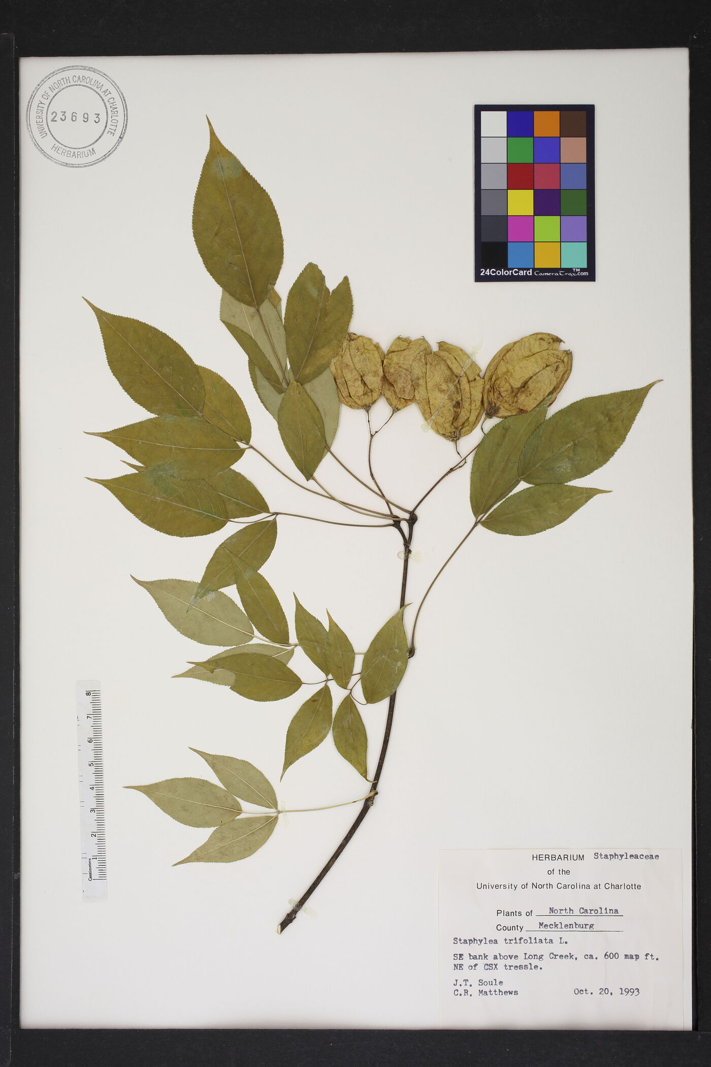 Staphylea trifoliata image