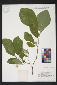 Styrax grandifolius image