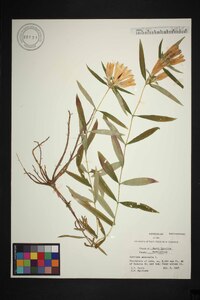 Gentiana saponaria image