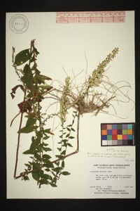 Solidago rugosa var. celtidifolia image