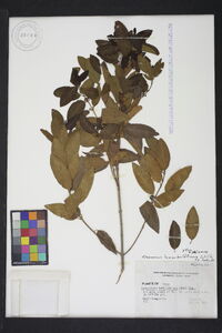 Rhamnus humboldtiana image