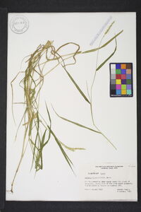 Setaria texana image