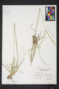 Paspalum notatum image