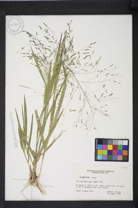 Panicum capillarioides image