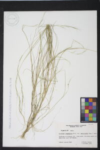 Aristida longespica image